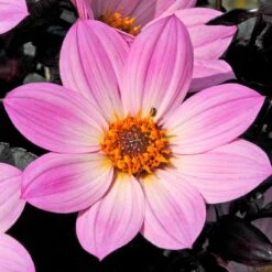 Dahlia 'Happy Days Pink' Jumbo Plug Plants -Roots Plants Shop AB0116 3