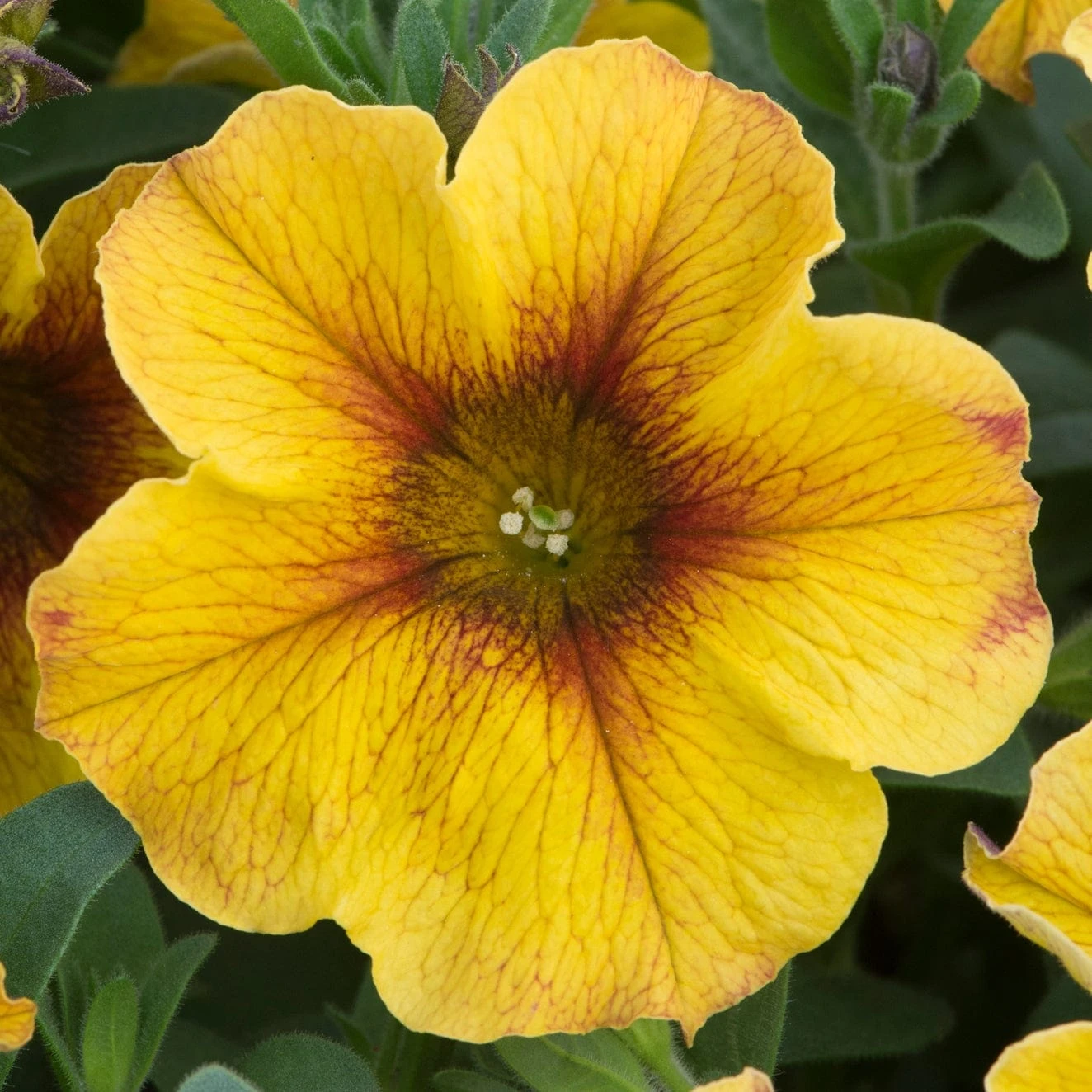 12 Annuals For Pots | The Waterloo Sunset Collection | Petunia, Dahlia & Begonia 2 12 Annuals For Pots | The Waterloo Sunset Collection | Petunia, Dahlia & Begonia - Image 2
