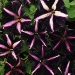 12 Annuals For Hanging Baskets | The Dark Side Of The Moon Collection | Calibrachoa, Petunia & Dahlia -Roots Plants Shop AB0137 3 816644ca fc56 4e51 b779 8d52539b8e7c