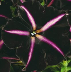 12 Annuals For Hanging Baskets | The Dark Side Of The Moon Collection | Calibrachoa, Petunia & Dahlia -Roots Plants Shop AB0137 4 cc5c2062 f44f 4f8e 985c 94b970dbd480