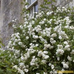 'Rosa Banksiae 'Alba Plena' | Rambling Rose 8 'Rosa Banksiae 'Alba Plena' | Rambling Rose -Roots Plants Shop Alba 3 fb9bc423 e321 4954 addf ed0556215de3