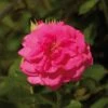 'Palace Truly Loved' Floribunda Rose