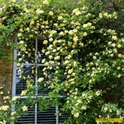 'Rosa Banksiae 'Lutea' | Rambling Rose -Roots Plants Shop Bank 3