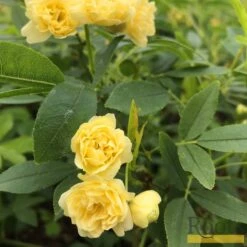 'Rosa Banksiae 'Lutea' | Rambling Rose -Roots Plants Shop Bank 4