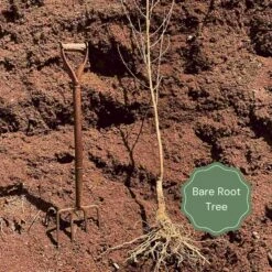 'Czar' Plum Tree -Roots Plants Shop Bare root example d09a47a6 c00b 4693 b5d1 e80c8b6aad03