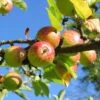 'Bountiful' Apple Tree