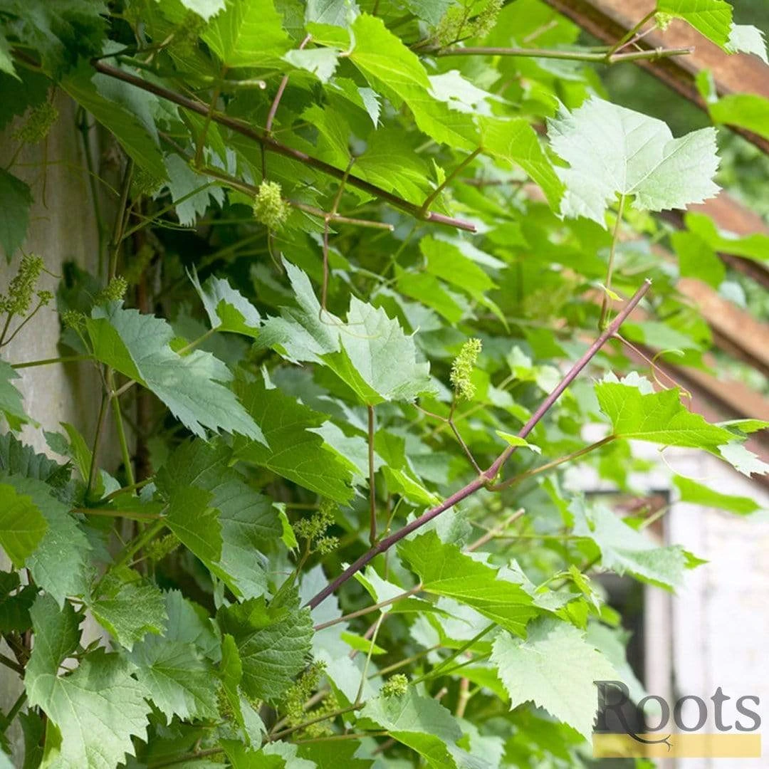 'Crimson Seedless' Outdoor Grape Vine 2 'Crimson Seedless' Outdoor Grape Vine - Image 2