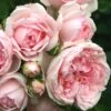 'Cinderella' Shrub Rose