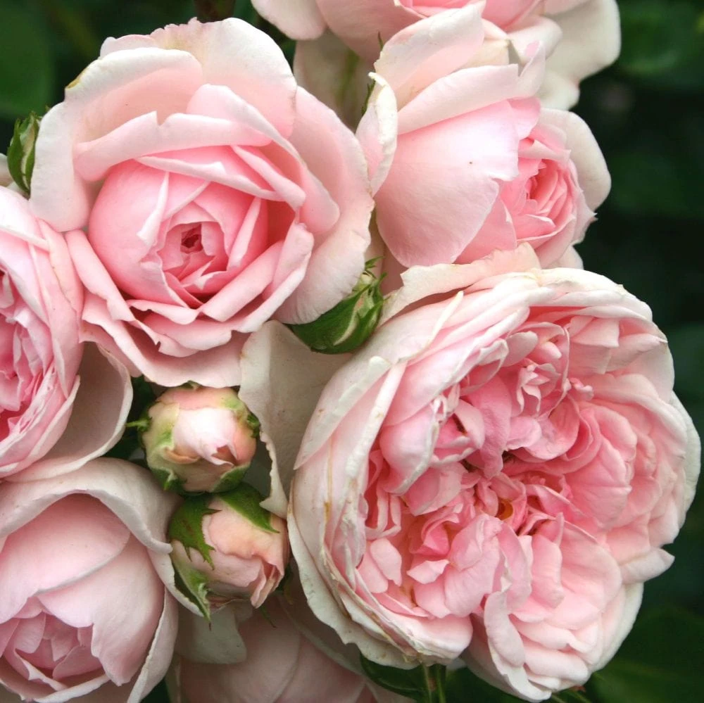 'Cinderella' Shrub Rose 1 'Cinderella' Shrub Rose