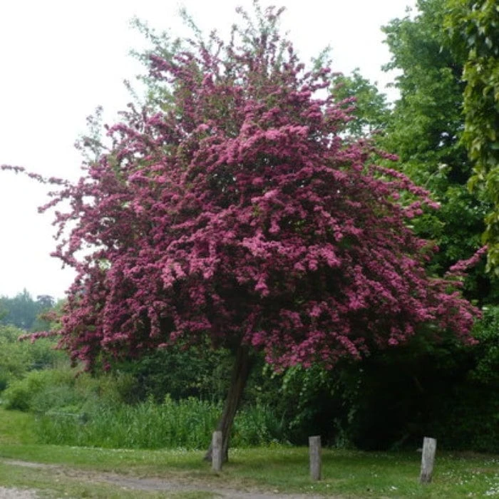 Crimson Cloud' Hawthorn Tree | Crataegus Laevigata 2 Crimson Cloud' Hawthorn Tree | Crataegus Laevigata - Image 2