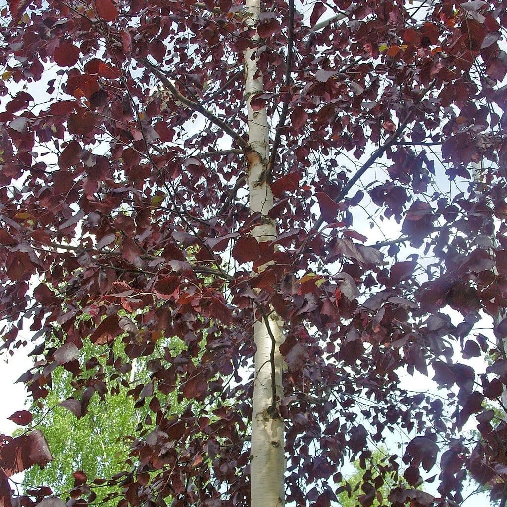 'Crimson Frost' Silver Birch Tree 2 'Crimson Frost' Silver Birch Tree - Image 2