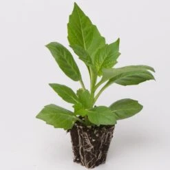 Dahlia 'Happy Days Pink' Jumbo Plug Plants -Roots Plants Shop Dahlia example ee81a90b 5eee 4901 9b3d a7eaf18277df