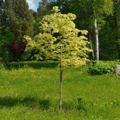 Variegated Norway Maple Tree | Acer Platanoides 'Drummondii' -Roots Plants Shop Drummondii 1