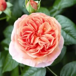 'Duchess Of Cornwall' Hybrid Tea Rose 7 'Duchess Of Cornwall' Hybrid Tea Rose -Roots Plants Shop Duchess of Cornwall 3