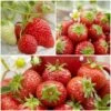 All Season Strawberry Plants Collection