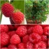 All Season Raspberry Plants Collection