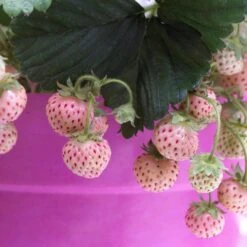 Pineberry Strawberry Plants -Roots Plants Shop FRU0004 3
