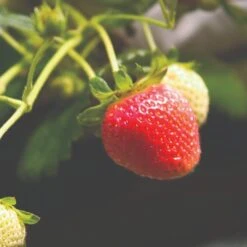 Cambridge Favourite Strawberry Plants -Roots Plants Shop FRU0018 1