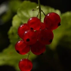 Rovada Redcurrant Bush -Roots Plants Shop FRU0025 3