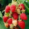 Glen Prosen Raspberry Plants