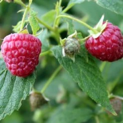 Award Winning Raspberry Canes | Growers' Choice 9 Award Winning Raspberry Canes | Growers' Choice -Roots Plants Shop FRU0039 1 493da097 e491 462e 81ee 19f087484cc0