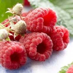 All Season Raspberry Plants Collection -Roots Plants Shop FRU0041 1 d548fa5a 11b5 4f0a b1d8 2dbe54a9fe51