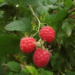 Autumn Bliss Raspberry Plants -Roots Plants Shop FRU0041 3