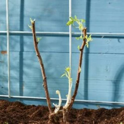 Autumn Bliss Raspberry Plants -Roots Plants Shop FRU0041 4