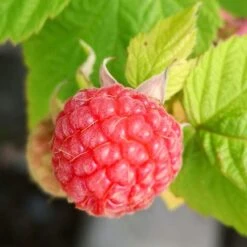 Award Winning Raspberry Canes | Growers' Choice 11 Award Winning Raspberry Canes | Growers' Choice -Roots Plants Shop FRU0042 4 fd6c3fad c93c 4ecb 93dd e68bf38f400a
