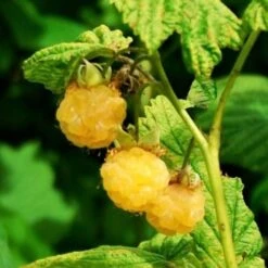 All Gold Raspberry Plants -Roots Plants Shop FRU0044 2 540x 8d3cb59b 8326 4192 996d 35f1b0521248