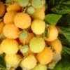 All Gold Raspberry Plants