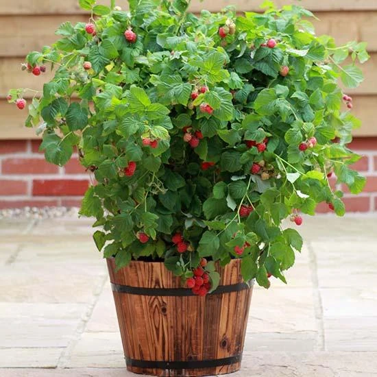 'Yummy' Patio Raspberry Plant 1 'Yummy' Patio Raspberry Plant