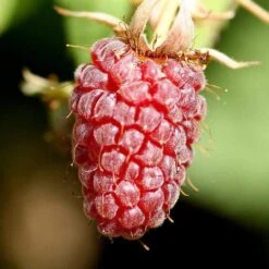 Thornless Loganberry Plant 5 Thornless Loganberry Plant -Roots Plants Shop FRU0051 1