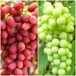 Seedless Outdoor Grape Collection