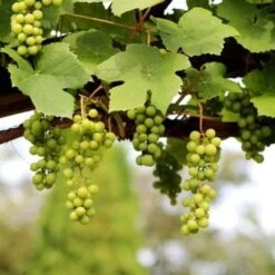 'Lakemont' Seedless Outdoor Grape Vine -Roots Plants Shop FRU0069 2