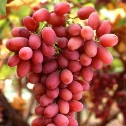 Seedless Outdoor Grape Collection 7 Seedless Outdoor Grape Collection -Roots Plants Shop FRU0070 1 c32b8699 ae0e 4165 8257 4d61cf0ef37e