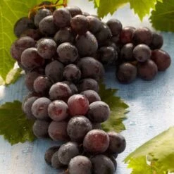 'Boskoop Glory' Seedless Outdoor Grape Vine -Roots Plants Shop FRU0071 2