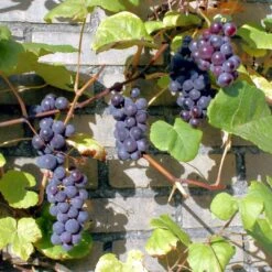 'Boskoop Glory' Seedless Outdoor Grape Vine -Roots Plants Shop FRU0071 3
