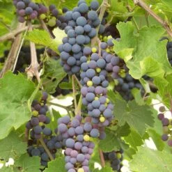 'Black Hamburgh' Indoor Grape Vine