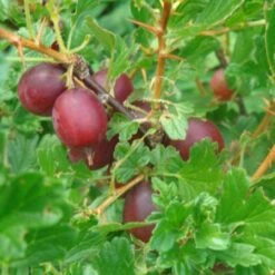 Hinnonmaki Red Gooseberry Bush -Roots Plants Shop FRU0075 2