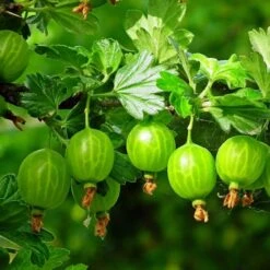 Complete Gooseberry Collection | Red, White & Green -Roots Plants Shop FRU0077 5 c4950aeb 70ed 4be1 a3f0 019e8fc00a92