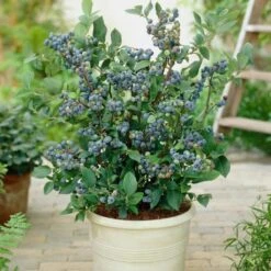 All Season Blueberry Plants Collection -Roots Plants Shop FRU0083 2 08deb223 7e01 46d3 89b8 90aa57d4543b