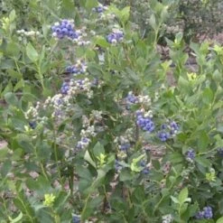 Duke Blueberry Bush -Roots Plants Shop FRU0089 2