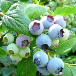 The 3 Best Fruits To Grow In Pots | Nectarine, Fig & Blueberry 10 The 3 Best Fruits To Grow In Pots | Nectarine, Fig & Blueberry -Roots Plants Shop FRU0090 1 3bbd22a7 0a6d 4263 8b0c 966f5786baec