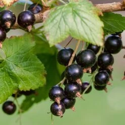 Ben Lomond Blackcurrant Bush -Roots Plants Shop FRU0092 3