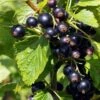 Ben Connan Blackcurrant Bush