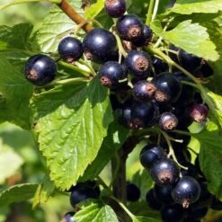 Ben Connan Blackcurrant Bush