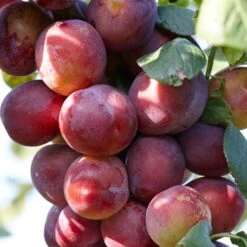 Mini Orchard Collection | Cherry, Pear & Plum Trees 10 Mini Orchard Collection | Cherry, Pear & Plum Trees -Roots Plants Shop FRU0106 1 ba87e6d4 dcbc 48cc a402 47024f84c57d