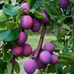 3 Super Easy To Grow Fruit Trees | Apple, Fig & Plum -Roots Plants Shop FRU0106 6