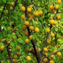 Oullins Golden Gage Plum Tree -Roots Plants Shop FRU0112 1